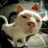 Stooped Cats 11