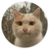 Stupid cats 6