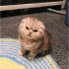 kucing lucu 17