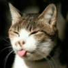 Stooped Cats 12