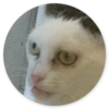 Stupid cats 7