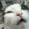 Stooped Cats 13