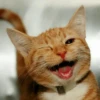 Stooped Cats 14