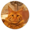 Stupid cats 8