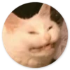 Stupid cats 9
