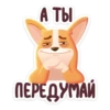 bublik_dog 11