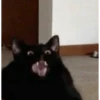 kucing lucu 19