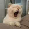 kucing lucu 21