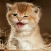 Stooped Cats 15