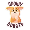 bublik_dog 13