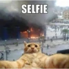 miau 5