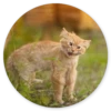 Stupid cats 11