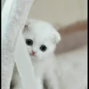 Stooped Cats 17