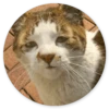 Stupid cats 12