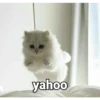 kucing lucu 23