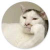 Stupid cats 13