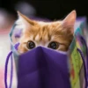 Stooped Cats 18