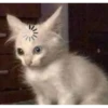 miau 7