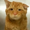 Stooped Cats 19