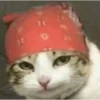 kucing lucu 25