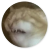 Stupid cats 16