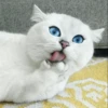 Stooped Cats 20