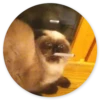 Stupid cats 20