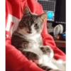 kucing lucu 26