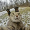 Stooped Cats 21