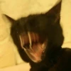 kucing lucu 27