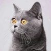 Stooped Cats 23