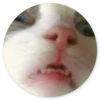 Stupid cats 22