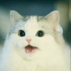 Stooped Cats 24