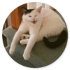 Stupid cats 24