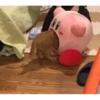 miau 10