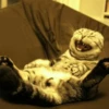 Stooped Cats 25
