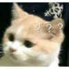 kucing lucu 28