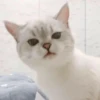 kucing lucu 29