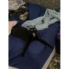 miau 11