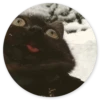 Stupid cats 25