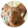 Stupid cats 26