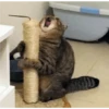 kucing lucu 30