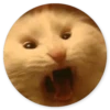 Stupid cats 27