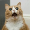 Stooped Cats 26