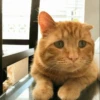 Stooped Cats 27