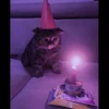 MEOW MEOW 5
