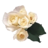 Flowers 7
