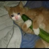 Sad Cats 6