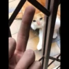Sad Cats 7