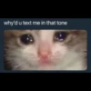 Sad Cats 8